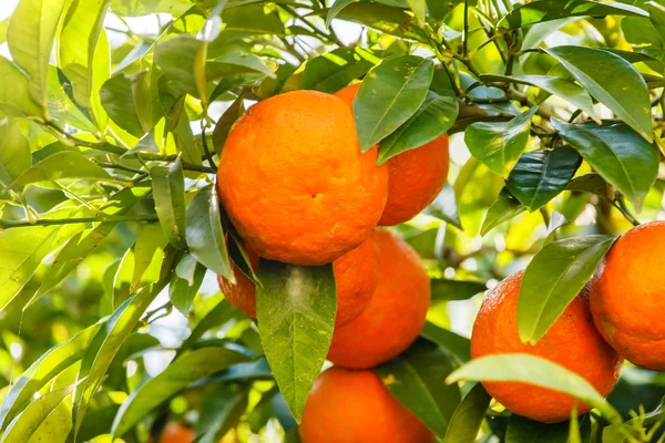 Mandarin träd twig — Stockfoto