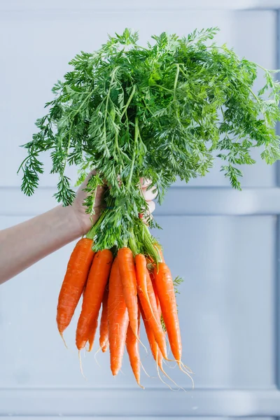 Mano sosteniendo zanahorias frescas —  Fotos de Stock