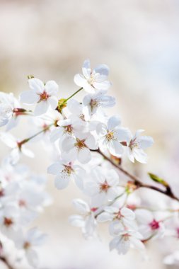 Kayısı Şubesi çiçeklenme