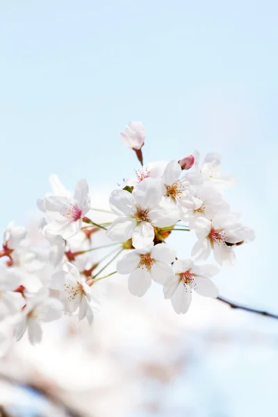 Ramo di albicocca in fiore — Foto Stock