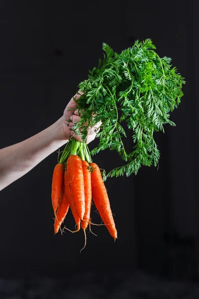 Zanahorias frescas en la mano —  Fotos de Stock