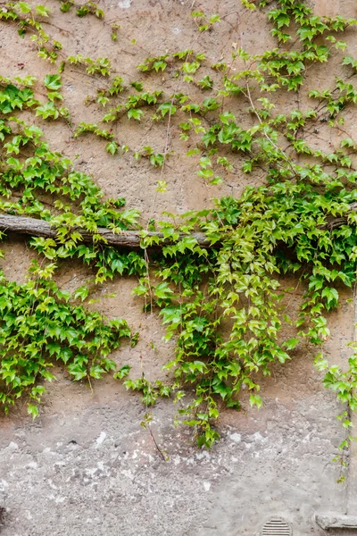 Pianta di edera sulla parete — Foto Stock