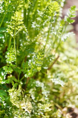 Yeşil maydanoz bitki