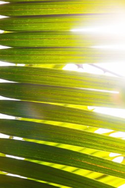 Yeşil palmiye yaprağı doku