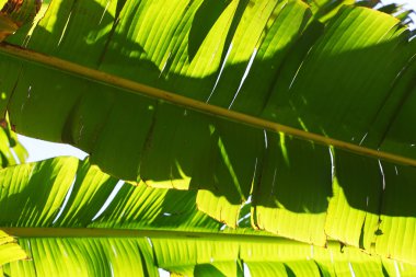 Yeşil palmiye yaprağı doku