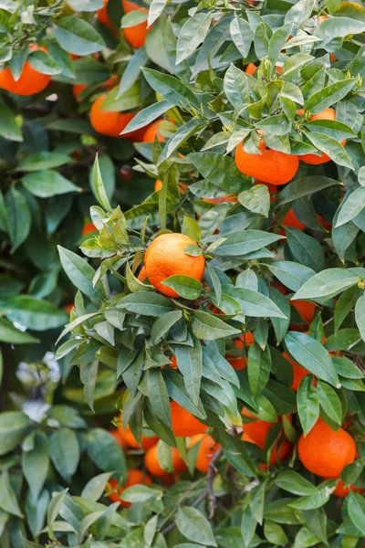 Mandarin träd twig — Stockfoto