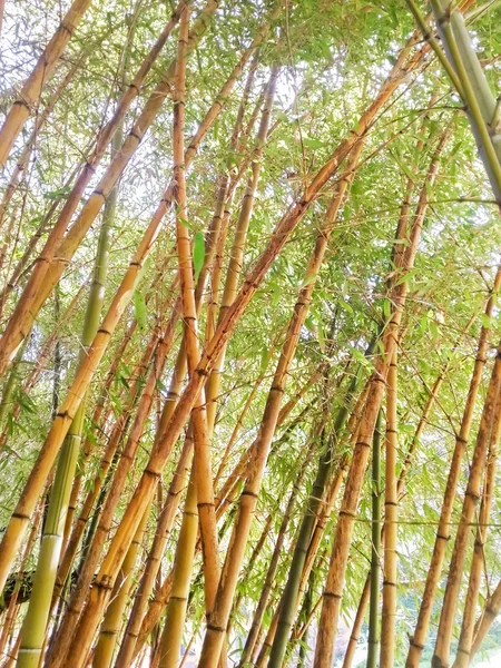 Groene bamboe bos — Stockfoto
