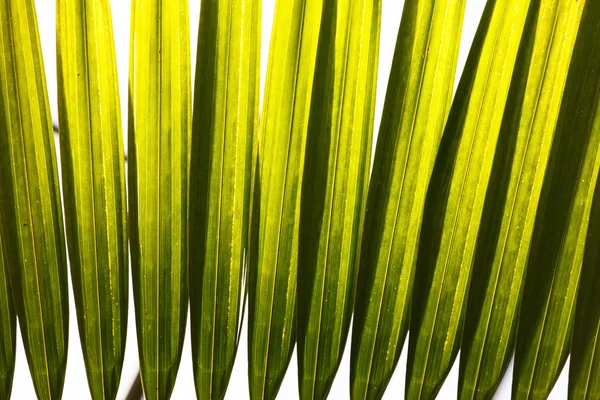 Текстура зеленої долоні Листя — стокове фото