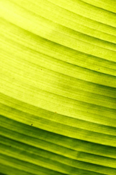 Texture foglia di palma verde — Foto Stock
