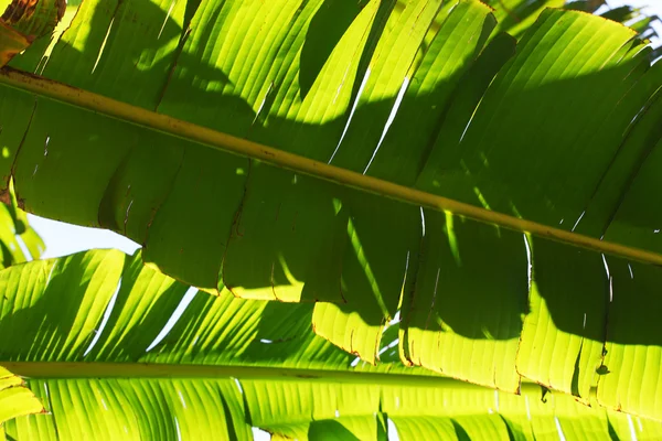 Зеленая текстура листа пальмы — стоковое фото