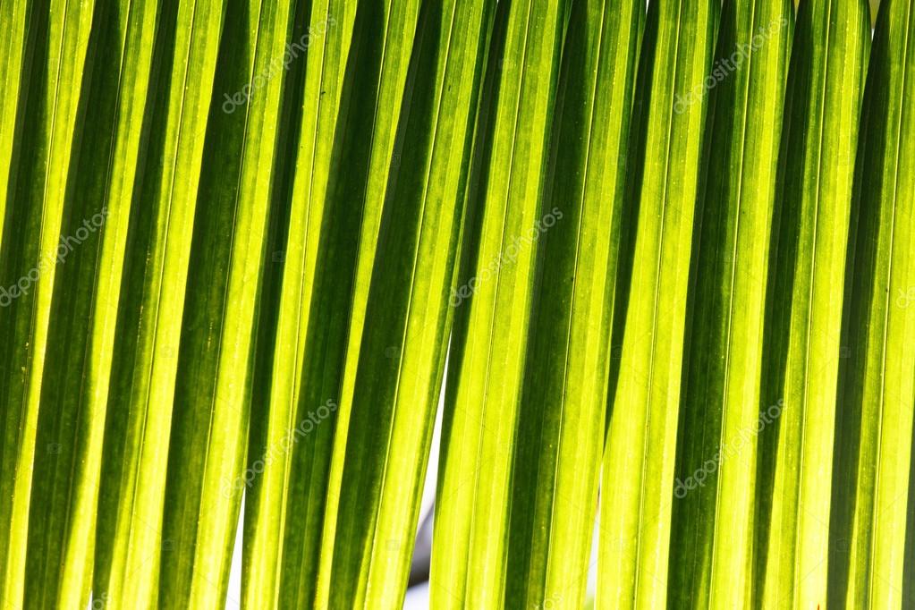 Nublado atómico peligroso Textura de hoja de palma verde: fotografía de stock © Shebeko #72908309 |  Depositphotos
