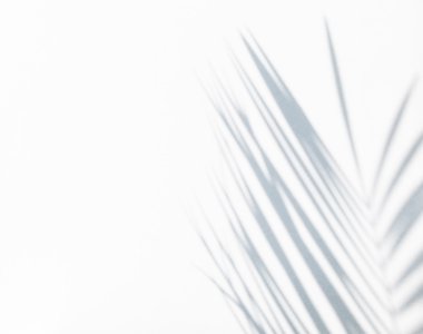 Gölge hurma yaprakları