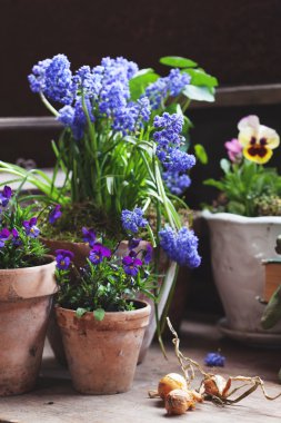 Mor Çiçek saksıları