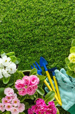 Parlak bahar çiçekleri