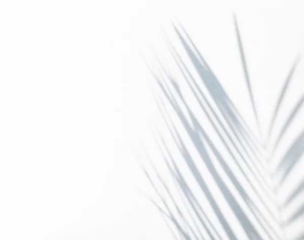 Shadow of palm leaves — Stock Photo, Image