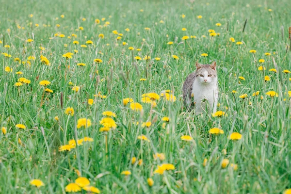 Kot na zielony łąka — Zdjęcie stockowe