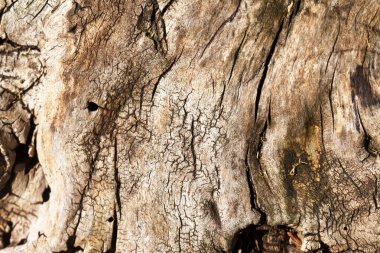 Ahşap ağaç gövde doku