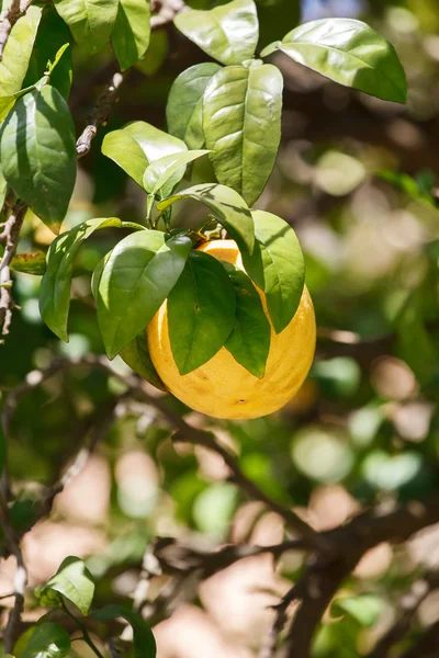 Ветвь лимонного дерева — стоковое фото