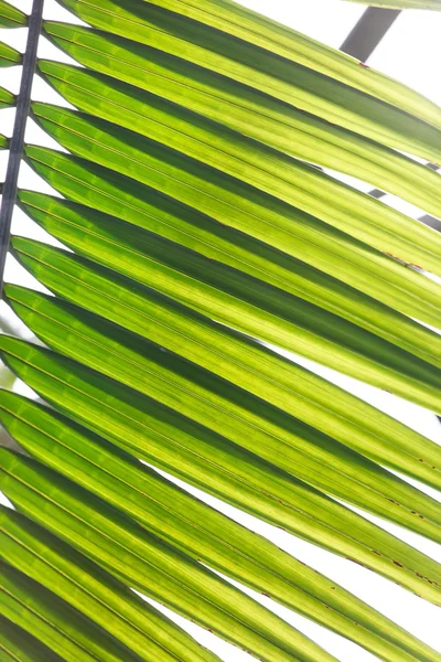 Groene palm blad textuur — Stockfoto