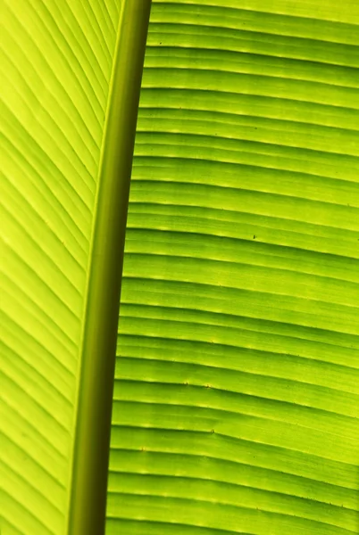 Texture foglia di palma verde — Foto Stock