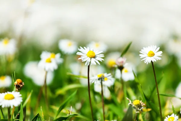 Zomer weiland met wilde bloemen — Stockfoto