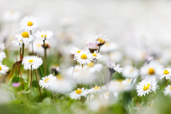 Prato estivo con fiori selvatici — Foto Stock