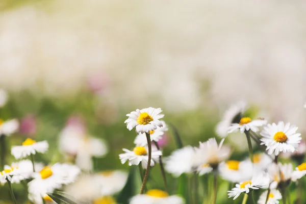 야생 꽃과 여름 초원 — 스톡 사진