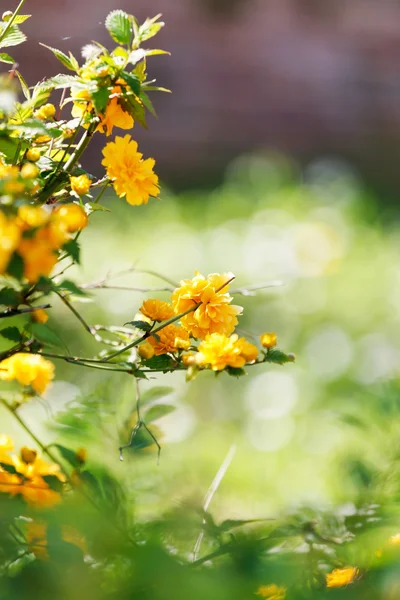 Кущ з жовтими квітами — стокове фото