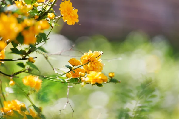 Bush met gele bloemen — Stockfoto