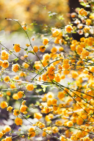 Bush met gele bloemen — Stockfoto