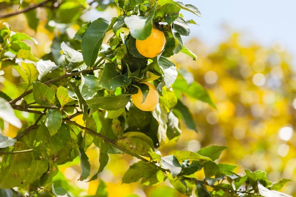 Limon ağacı dalı — Stok fotoğraf