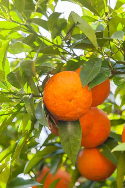 Mandarin tree twig — Stock Photo, Image