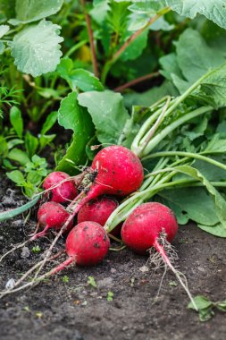 Turp yaprakları yere ile
