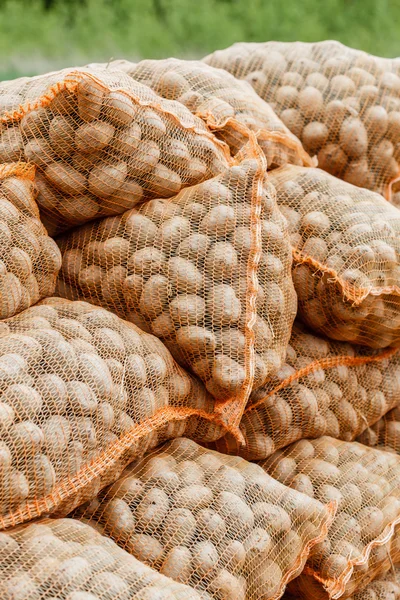 감자 수확 inbags — 스톡 사진