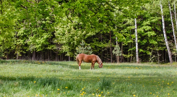 Paard op groen veld — Stockfoto