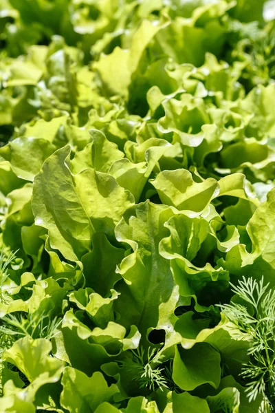 Lettuce leaves in the garden — Stock Photo, Image