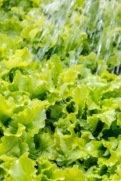 Riego de lechuga en el jardín —  Fotos de Stock