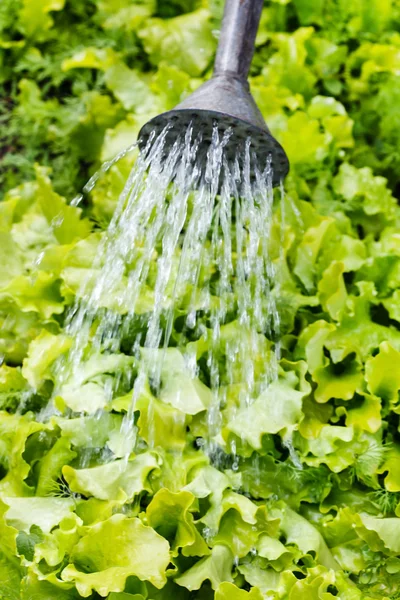 Watering lettuce in the garden — Stock Photo, Image