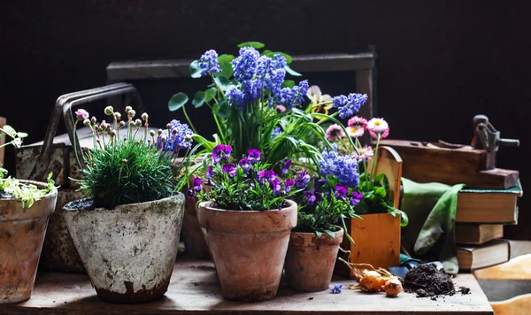 Primavera flores roxas em vasos de flores — Fotografia de Stock