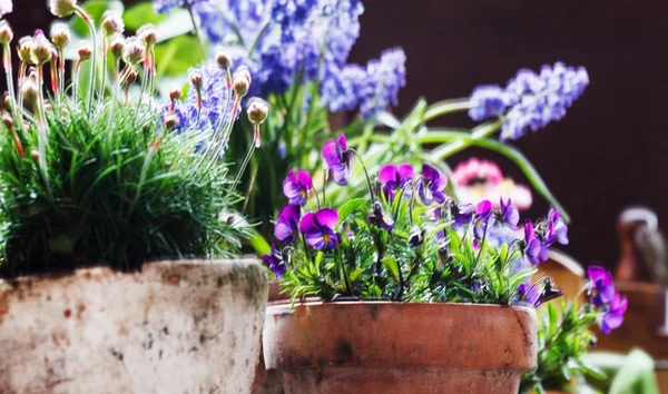 Spring purple flowers in flowerpots — Stock Photo, Image