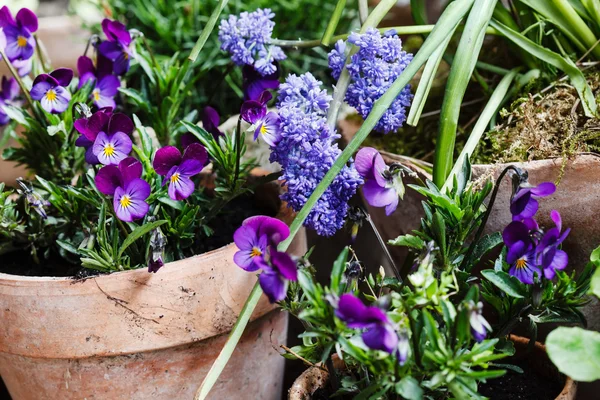 Весной фиолетовые цветы в цветочных горшках — стоковое фото