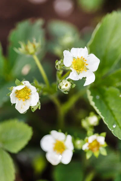 Strawberry flowers and leaves — Stock Photo, Image