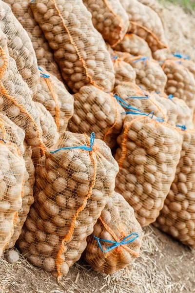 Сбор картофеля в мешки — стоковое фото