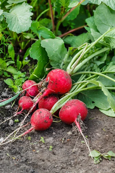 Fresh radish with green leaves — Stock Photo, Image