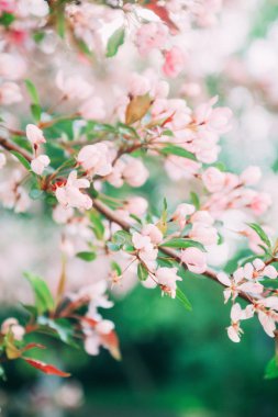 Pembe kiraz çiçeği.