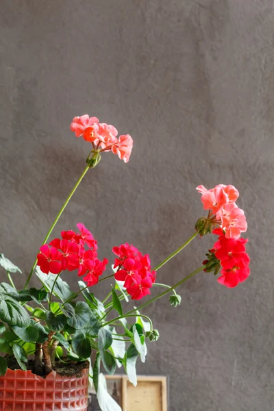 Beautiful geranium flowers — Stock Photo, Image