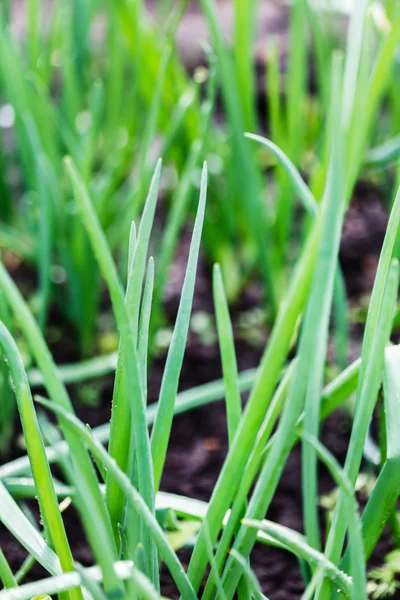 Green onion in the garden — Stock Photo, Image