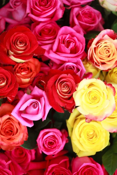 Schöne bunte Rosen — Stockfoto