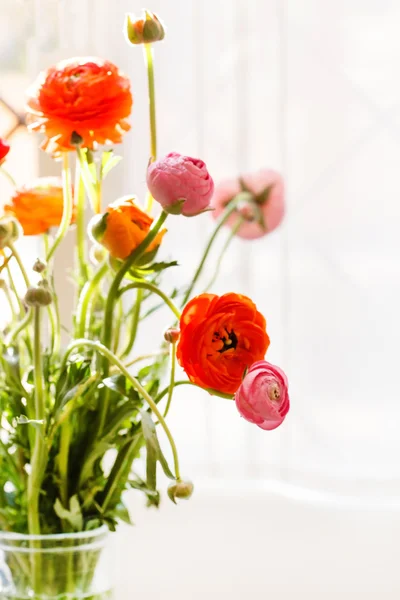 Fiori di ranuncolo persiano — Foto Stock