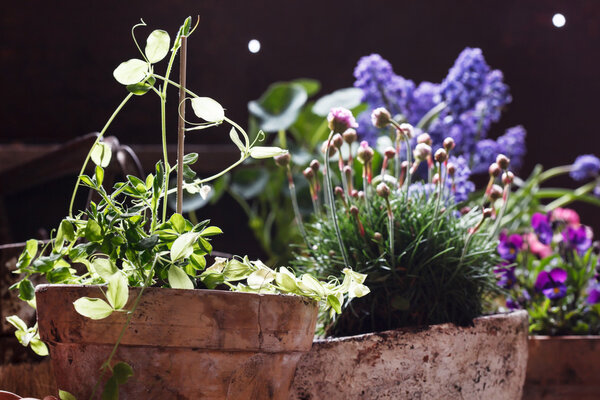 Весенние цветы в горшках
